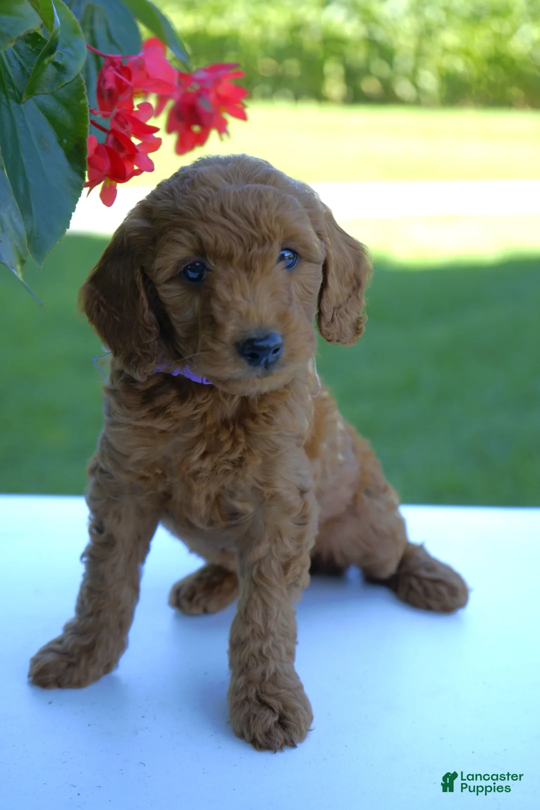 Mini Goldendoodle dogs for sale: Penny-F1b - Ad 2