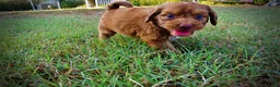 Havapoo dogs for sale: Muppet-Sale!!! - Ad 5