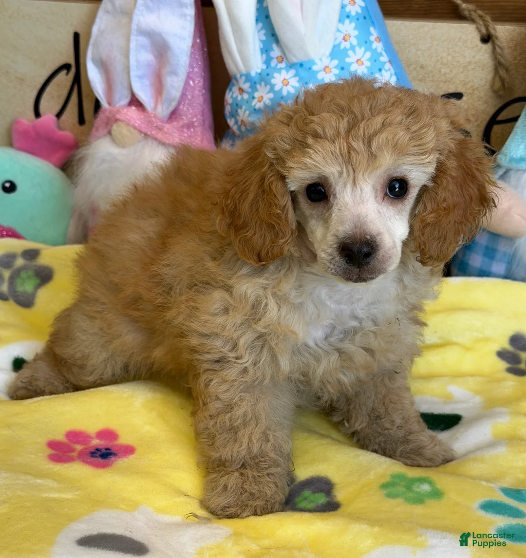 Toy Poodle dogs for sale: Pansy - Ad 2