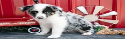 Miniature Australian Shepherd dogs for sale: Teddy - Ad 3
