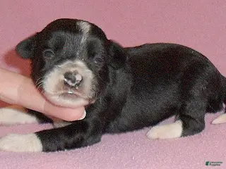 Yorkiepoo dogs Gidget - Ad 28