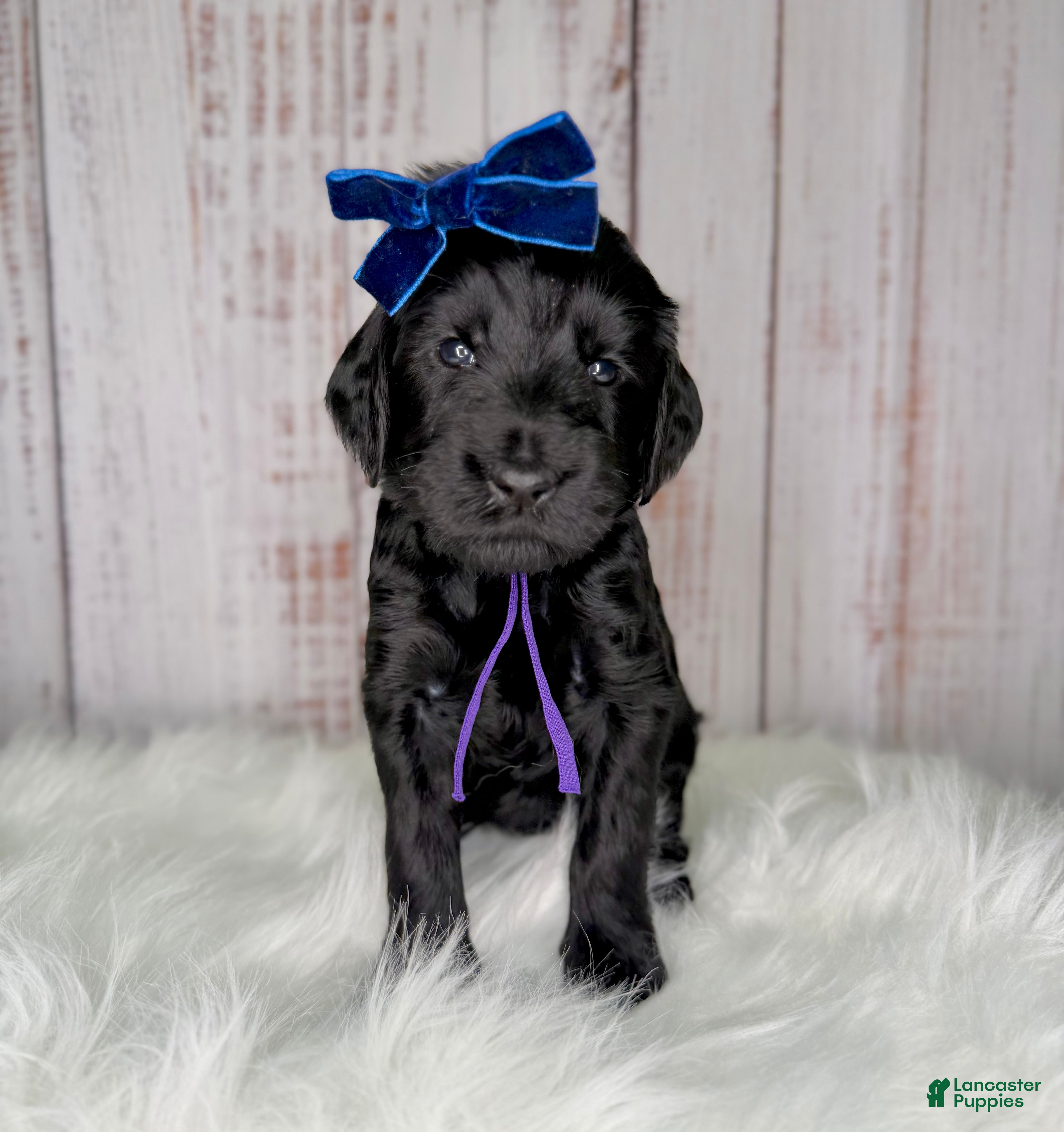 Goldendoodle dogs Goldendoodle Purple - Ad 4