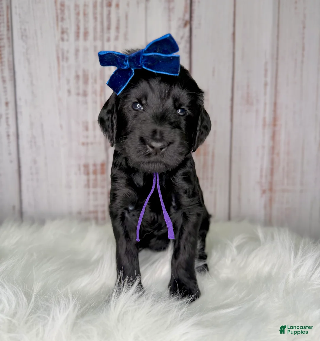 Goldendoodle dogs for sale: Goldendoodle Purple - Ad 1