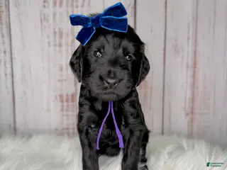 Goldendoodle dogs Goldendoodle Purple - Ad 4