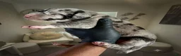 Great Dane dogs for sale: Rhythm and Soul’s Confessions of Usher Raymond - Ad 3