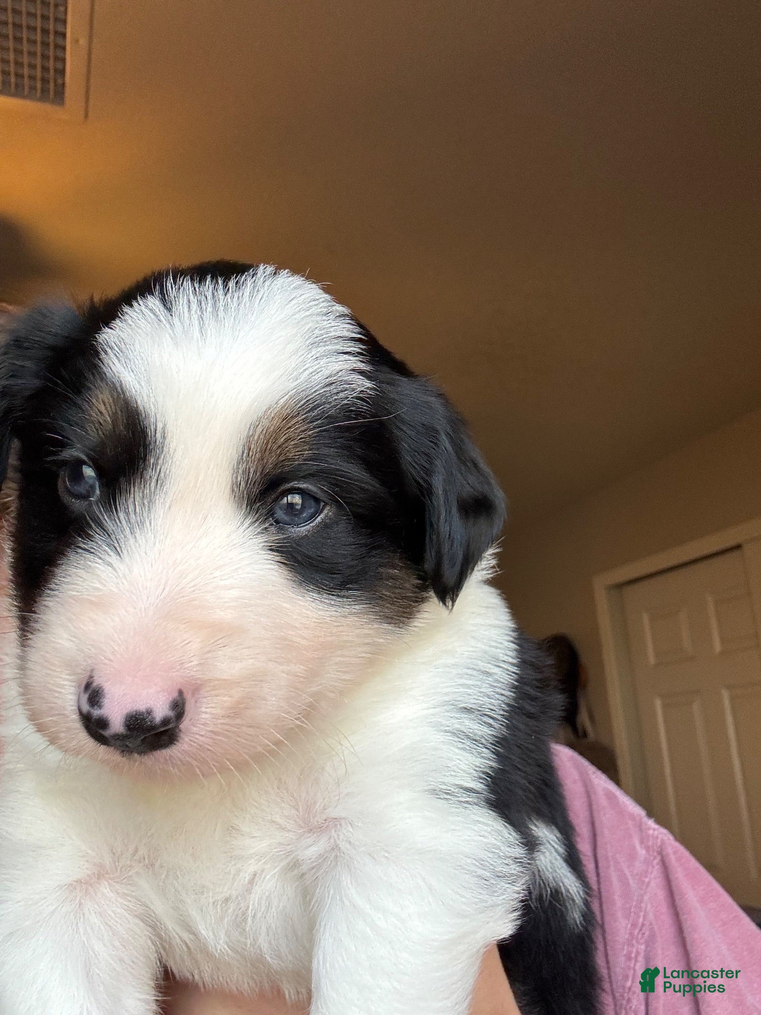 Border Collie dogs Border Collie 1 - Ad 2