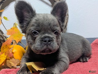 French Bulldog dogs Lacy (FLUFFY) - Ad 4