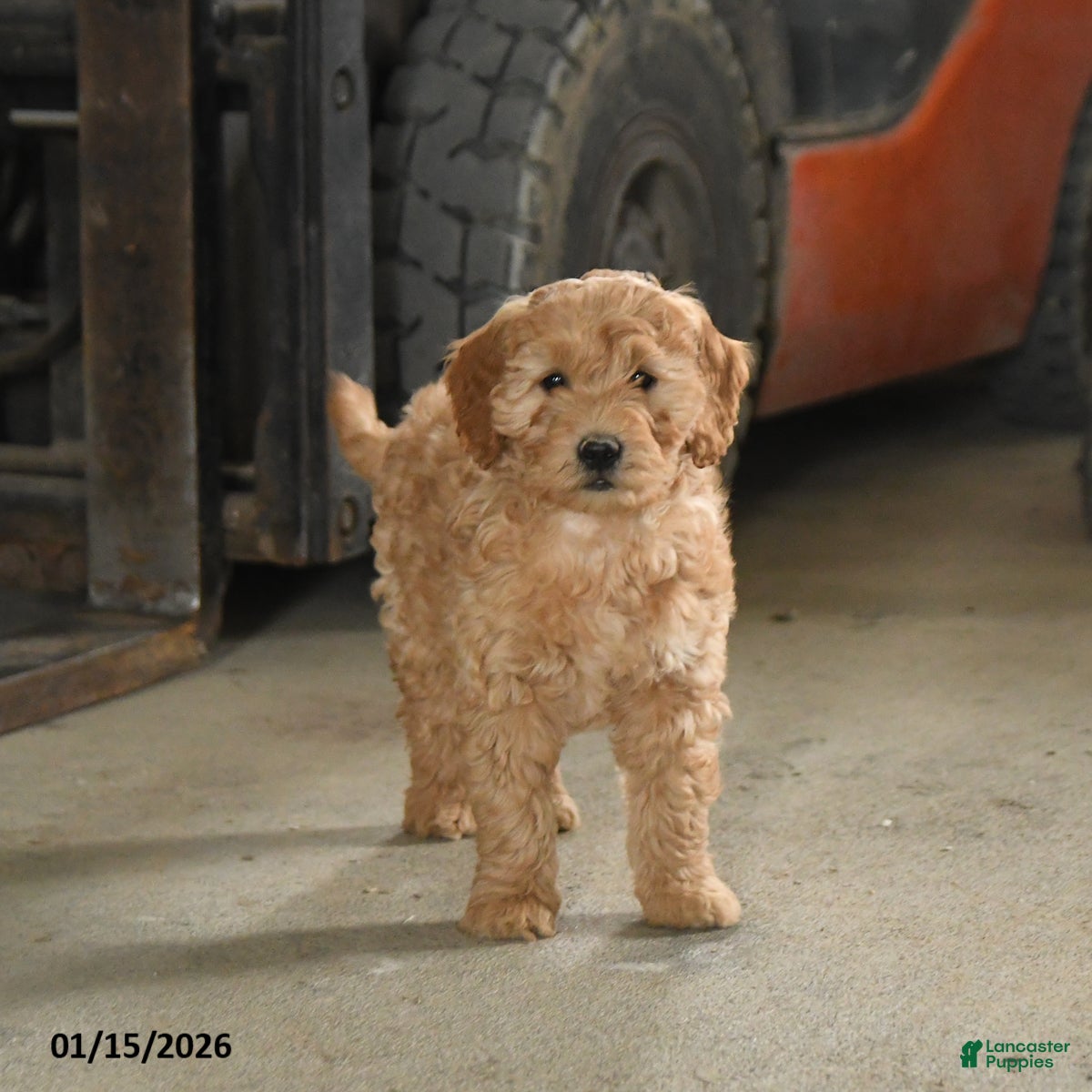 Mini Goldendoodle dogs Baylor  - Ad 2