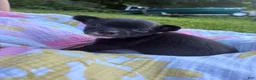 Chihuahua dogs for sale: Poppy  - Ad 12