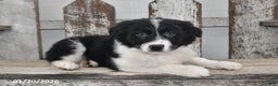 Border Collie dogs for sale: Sarge - Ad 3