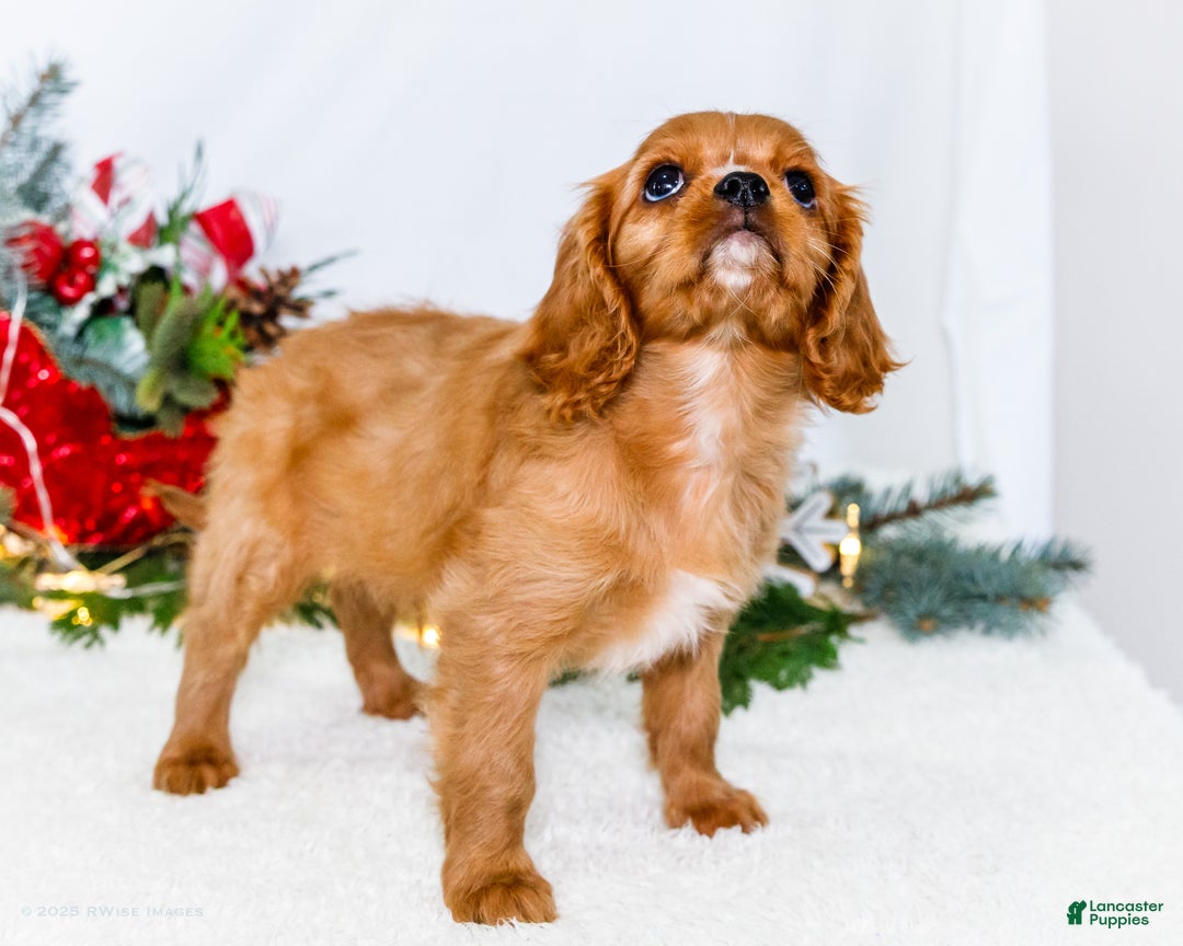 Cavalier King Charles Spaniel dogs for sale: Winter - Ad 11