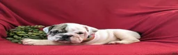 English Bulldog dogs for sale: Tanker - Ad 7
