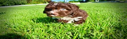 Havapoo dogs for sale: Baxter - Ad 13