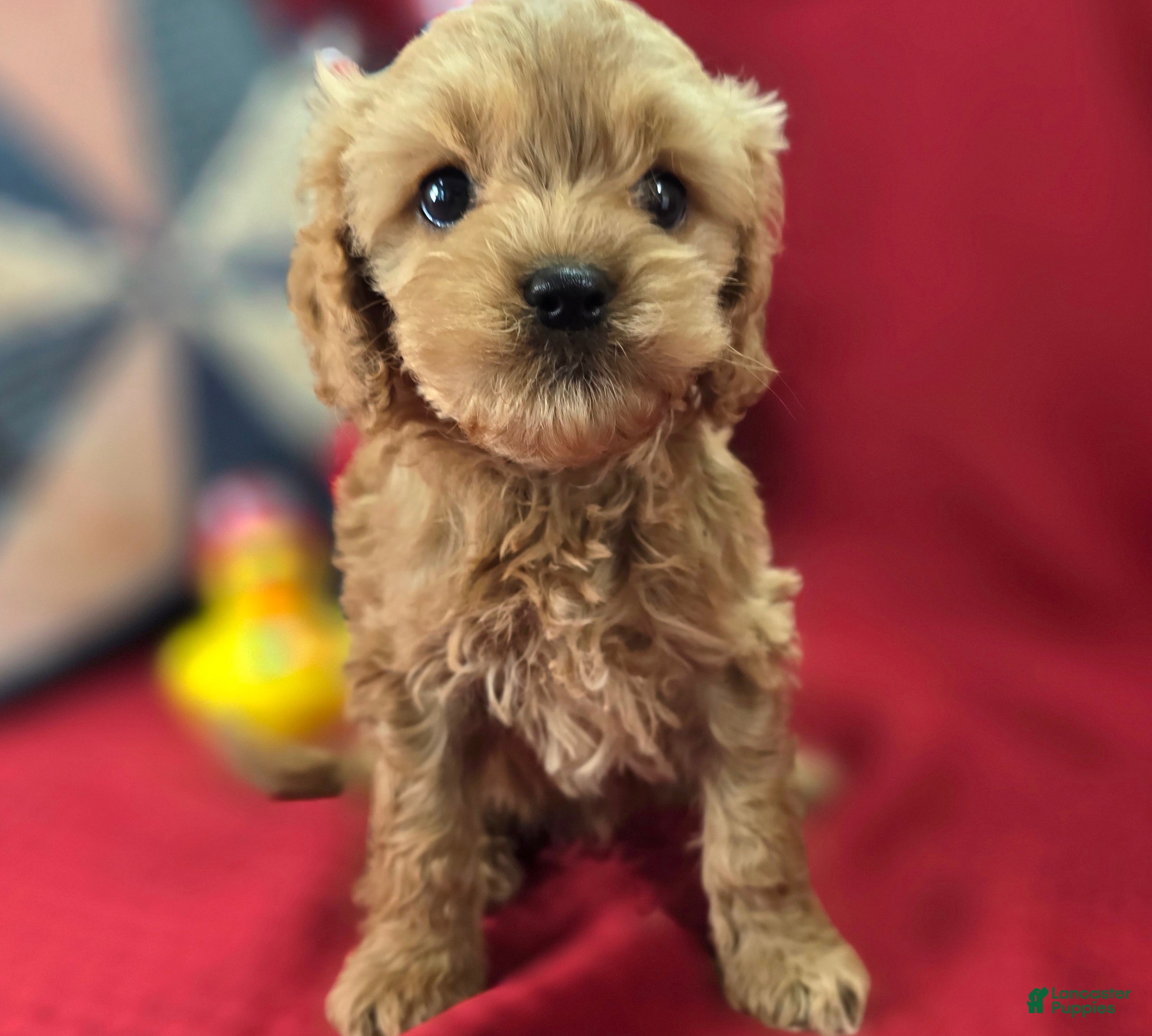 Cockapoo dogs Girdle - Ad 5