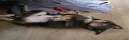 Mixed Breed dogs for sale: Michael - Ad 4