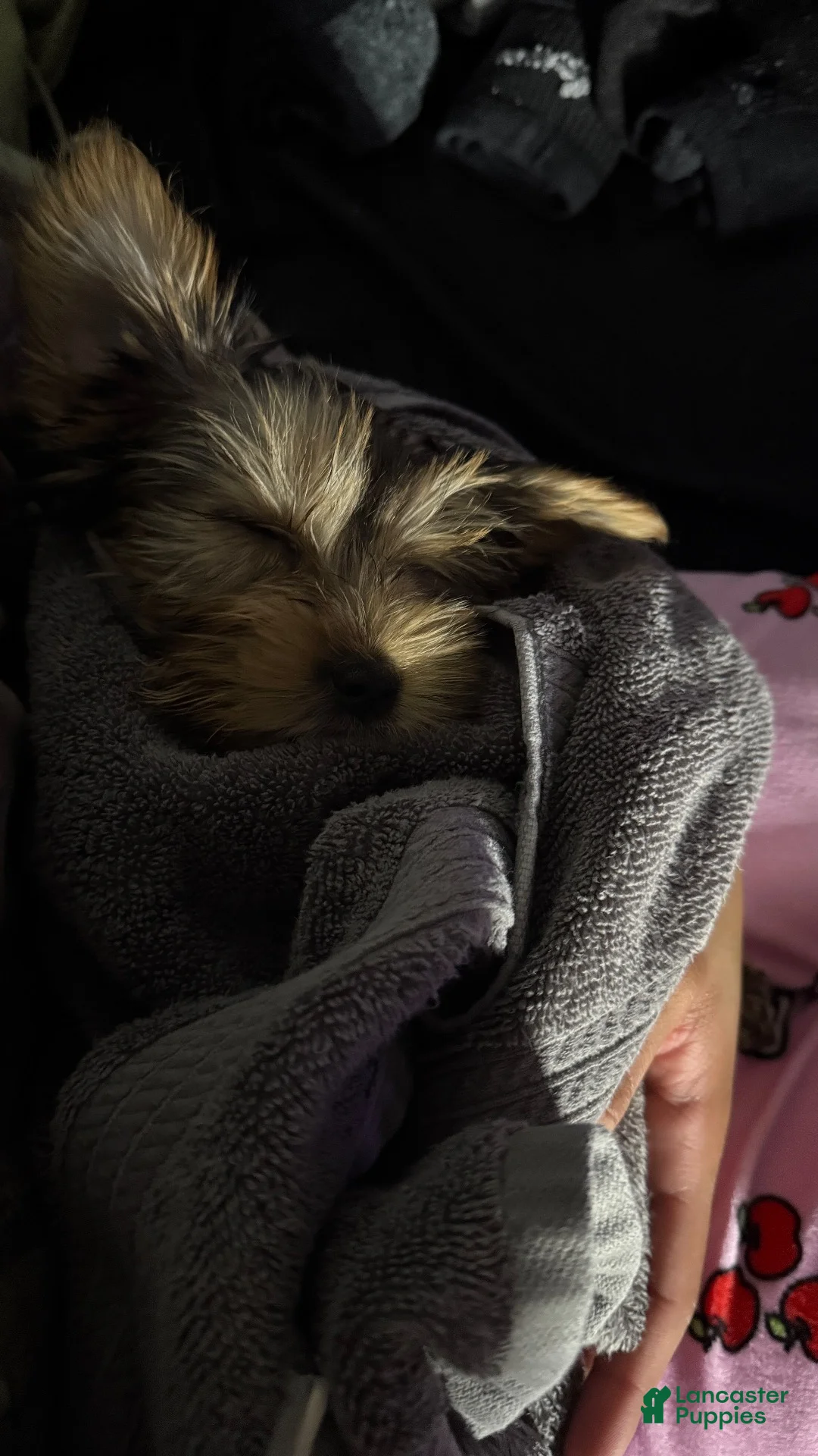 Yorkshire Terrier dogs for sale: Yorkshire Terrier 3 - Ad 2