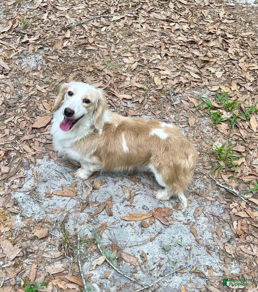 Dachshund dogs for sale: AKC Cream Piebald Adult Male  - Ad 1