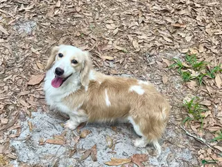 Dachshund dogs for sale: AKC Cream Piebald Adult Male - Ad 4
