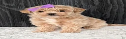 Bichpoo dogs for sale: Poppy - Ad 17