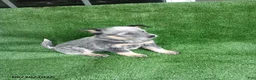 Australian Cattle Dog dogs for sale: Page - Ad 2