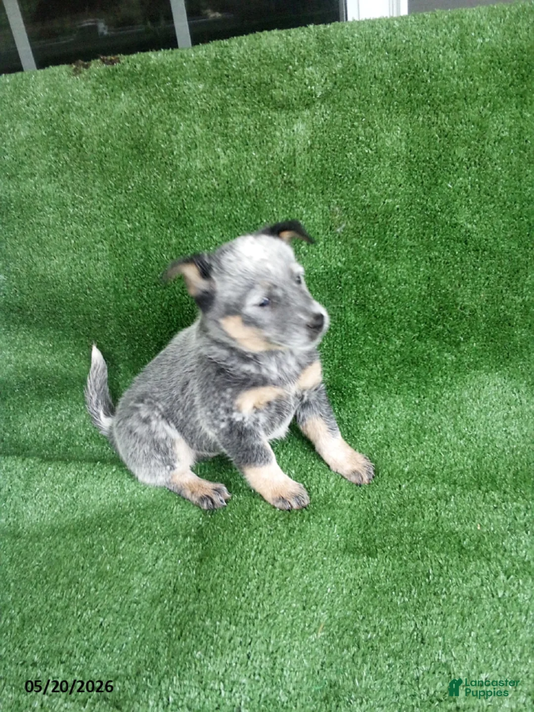 Australian Cattle Dog dogs for sale: Page - Ad 2