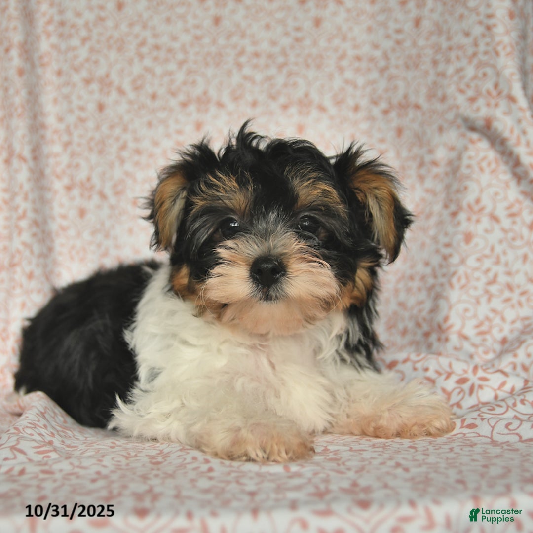 Yorkshire Terrier dogs for sale: Domino - Ad 5