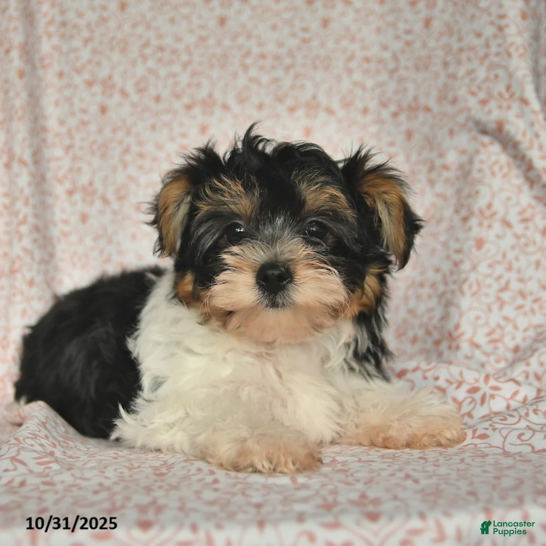 Yorkshire Terrier dogs for sale: Domino - Ad 15