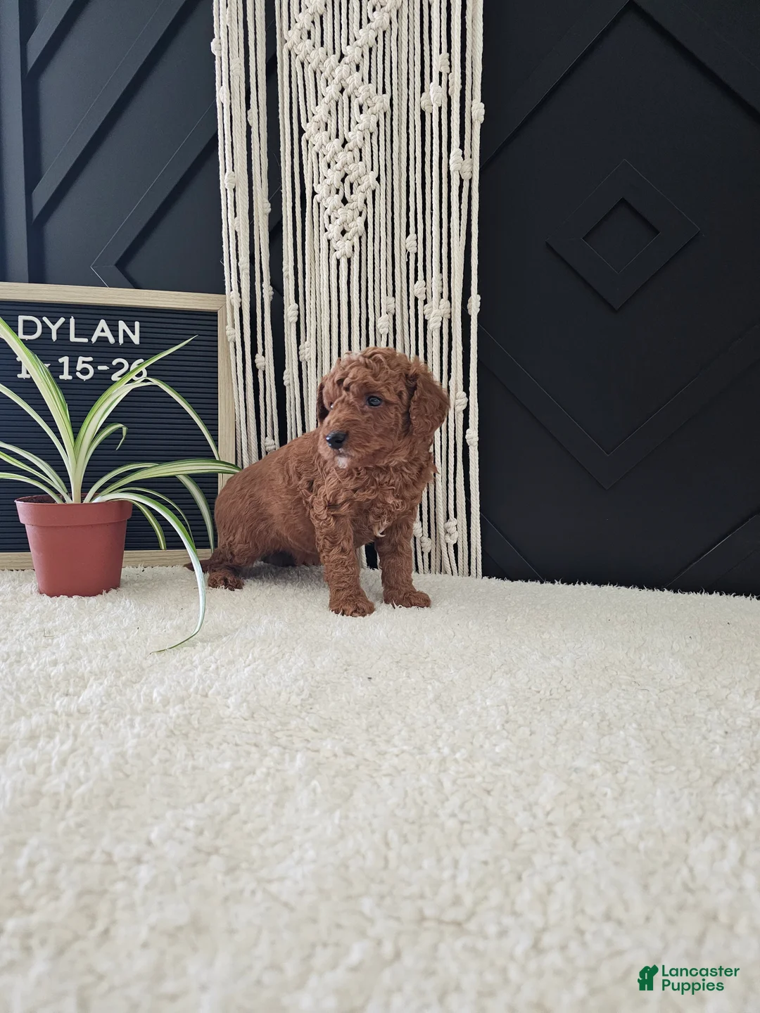 Mini Goldendoodle dogs for sale: Dylan - Ad 6