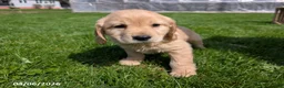 Mixed Breed dogs for sale: Andy - Ad 4