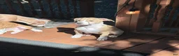 Mixed Breed dogs for sale: Daisy - Ad 4
