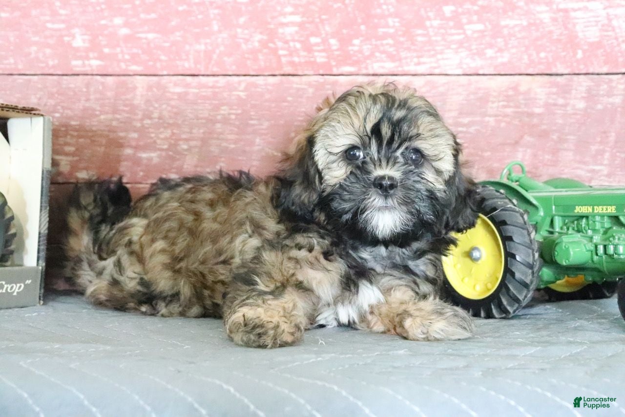 Shihpoo dogs Nevaeh - Ad 2