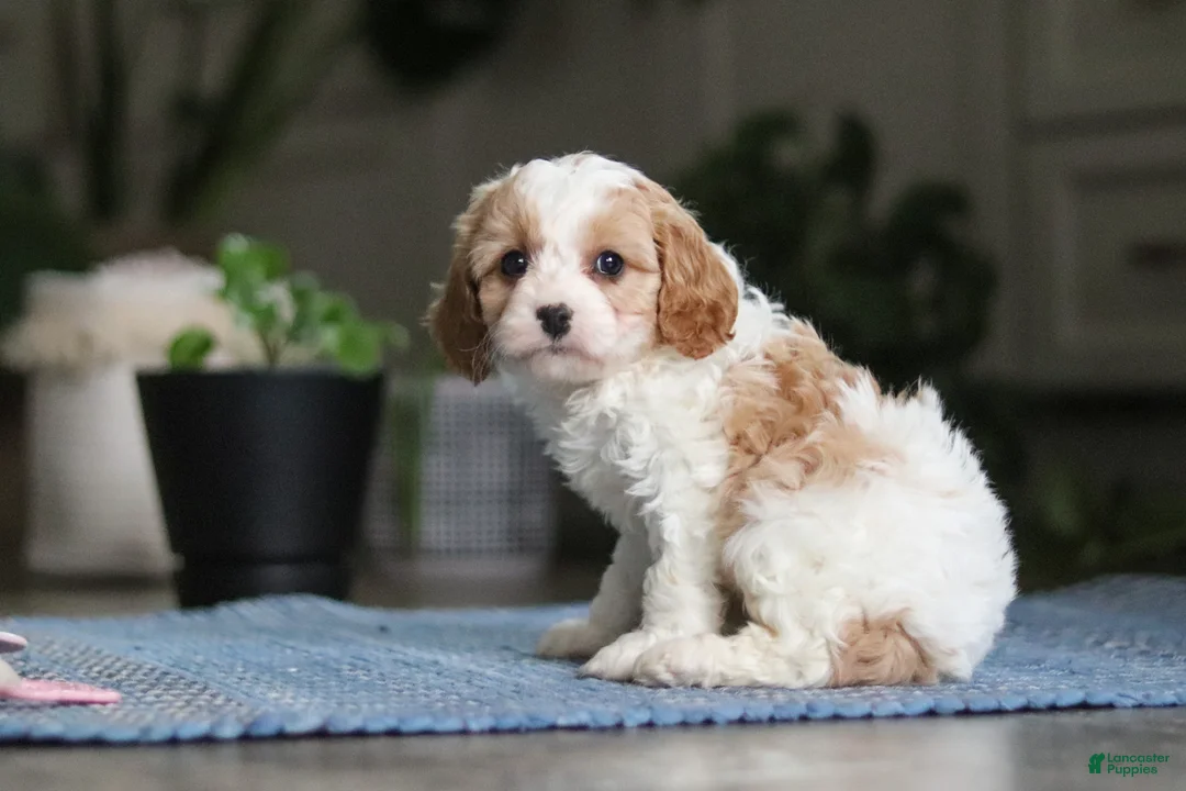 Miniature Poodle dogs for sale: Ava - Ad 4