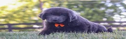 Newfoundland dogs for sale: King - Ad 4