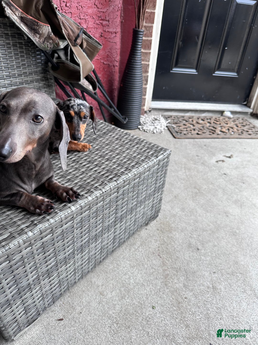 Dachshund dogs for sale: Dachshund Puppy 3 - Ad 7