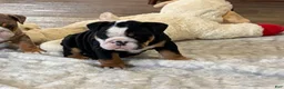 English Bulldog dogs for sale: Beauty  - Ad 7
