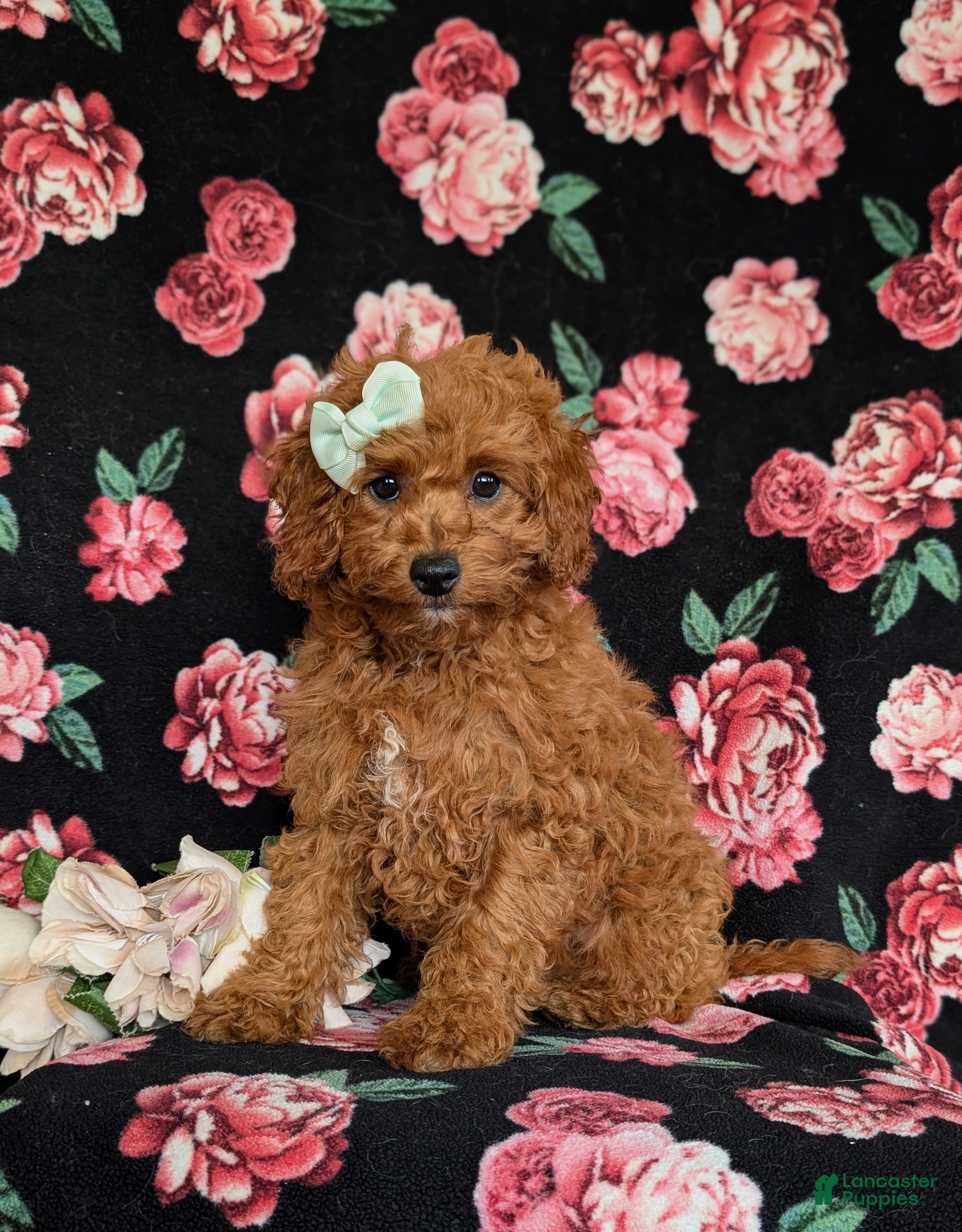 Cavapoo dogs Giselle - Ad 1