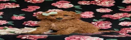Cavapoo dogs for sale: Giselle - Ad 1