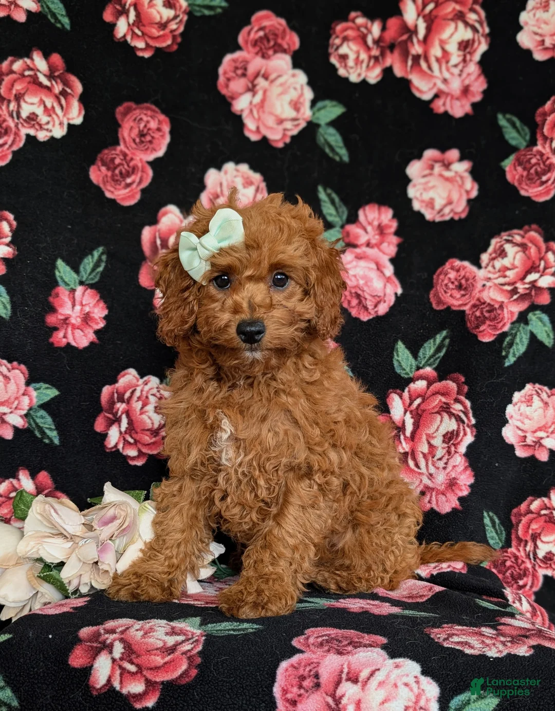 Cavapoo dogs for sale: Giselle - Ad 1