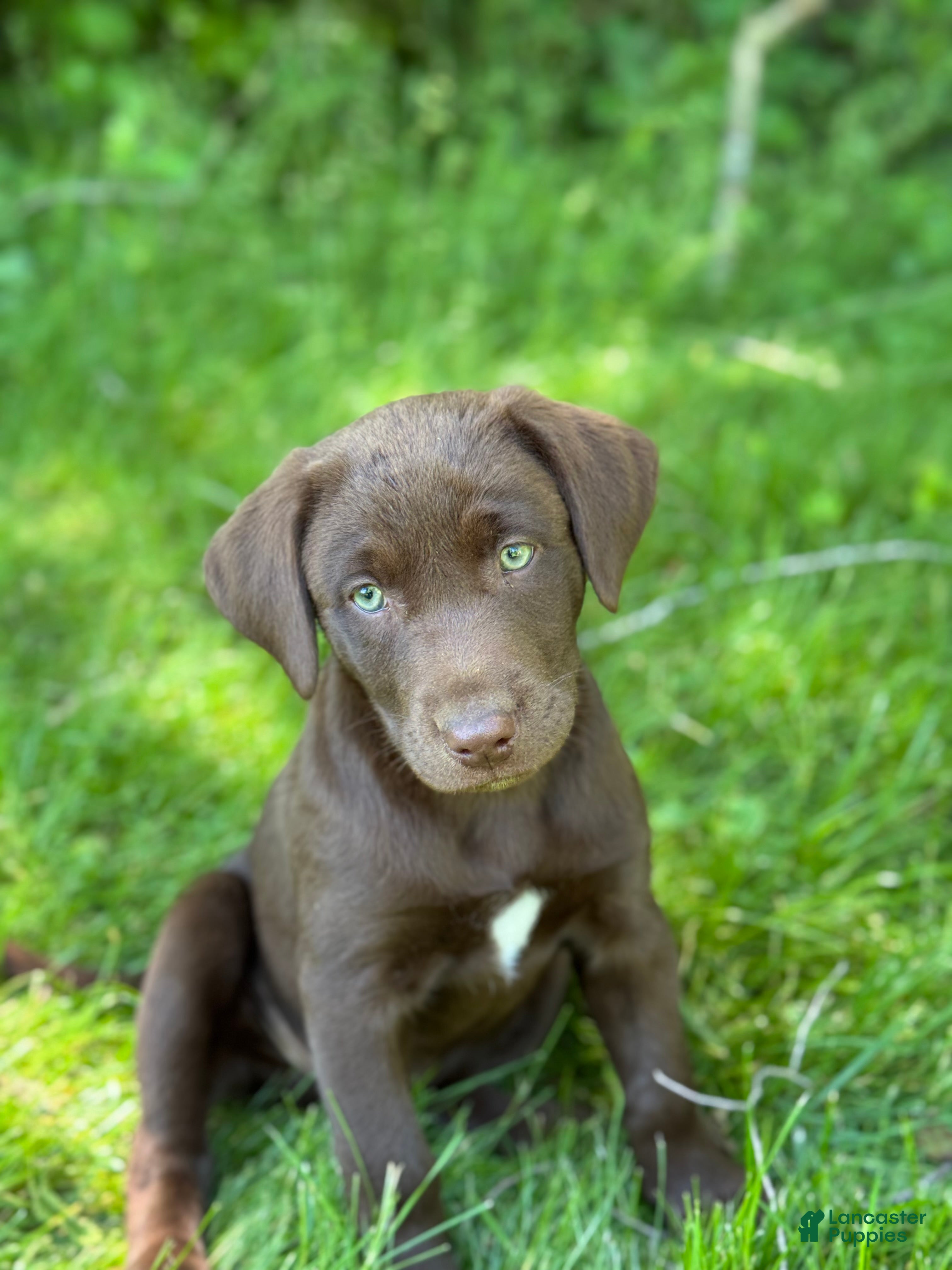 Labrador Retriever dogs Daisy - Ad 32