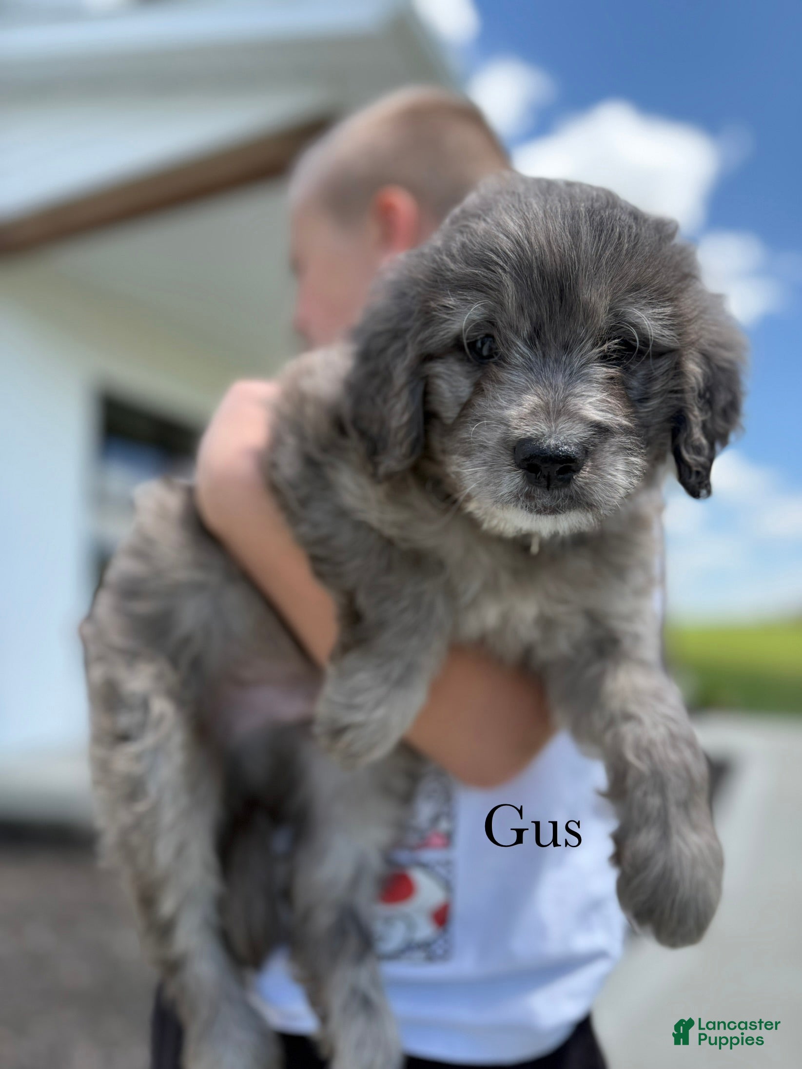 Mini Goldendoodle dogs Gus - Ad 2