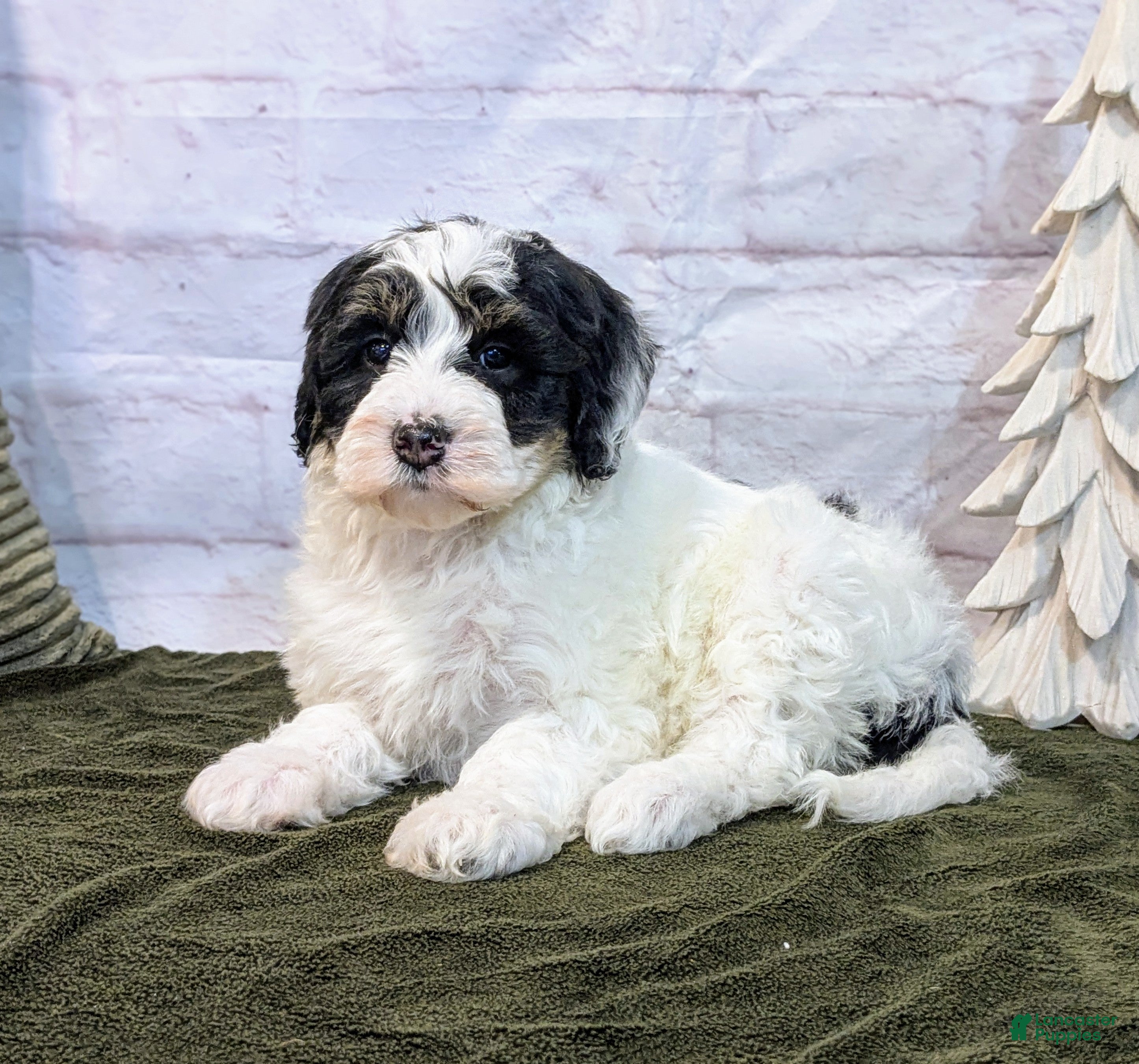Mini Bernedoodle dogs Avory - Ad 7