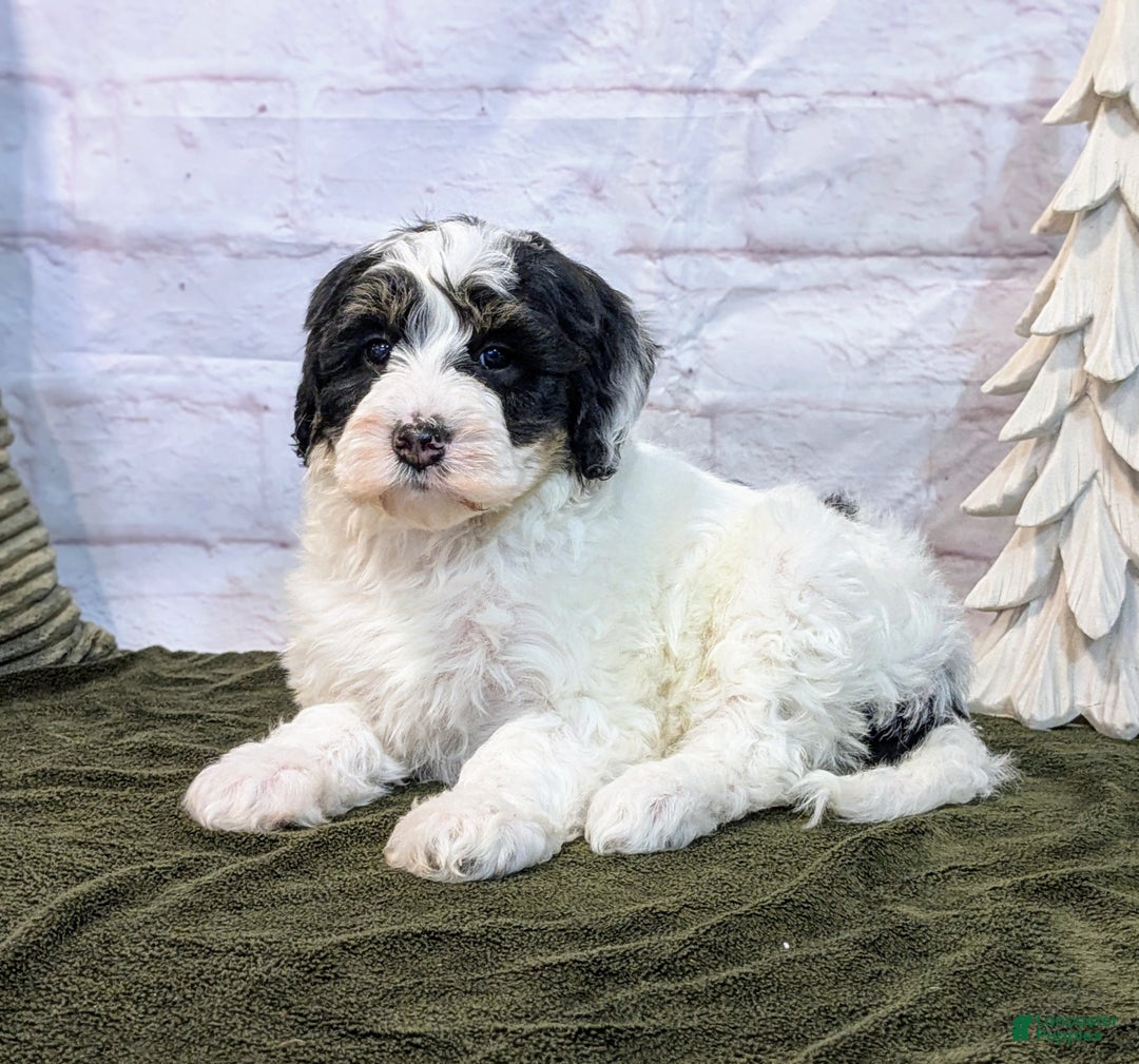 Mini Bernedoodle dogs for sale: Avory - Ad 1