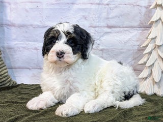 Mini Bernedoodle dogs Avory - Ad 8
