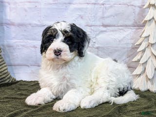 Mini Bernedoodle dogs Avory - Ad 21