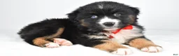 Miniature Australian Shepherd dogs for sale: Shane - Ad 4
