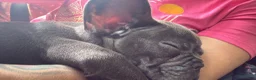 French Bulldog dogs for sale: French Bulldog 1 - Ad 5