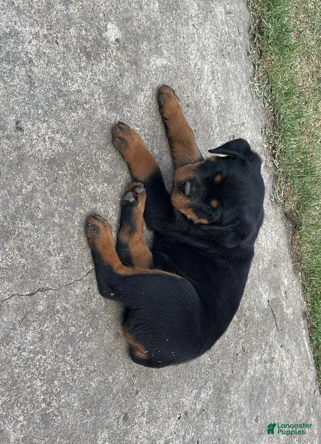 Rottweiler dogs for sale: Rottweiler litter of 3 puppies - Ad 1