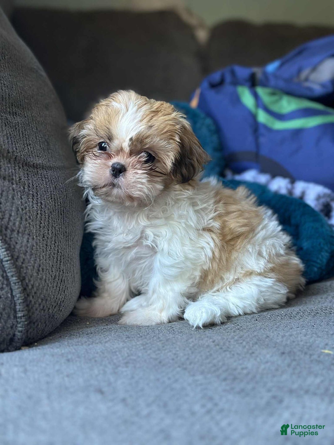 Shih Tzu dogs for sale: Izzy  - Ad 9