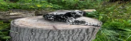 Dalmatian dogs for sale: Sydney - Ad 8