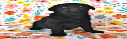 Labrador Retriever dogs for sale: Tracy - Ad 3